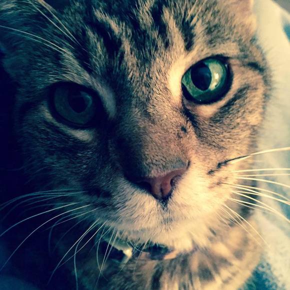 Meet your Posher, Candy - Picture 1 of 1